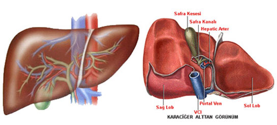 Karaciğer Yağlanmasının Teşhisi