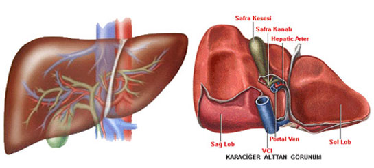 Karacier Yalanmasnn Tehisi