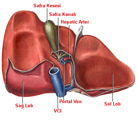 Karacier Yetmezlii